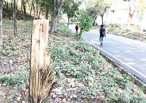 Representational image stump of a sandalwood tree. (File Photo)