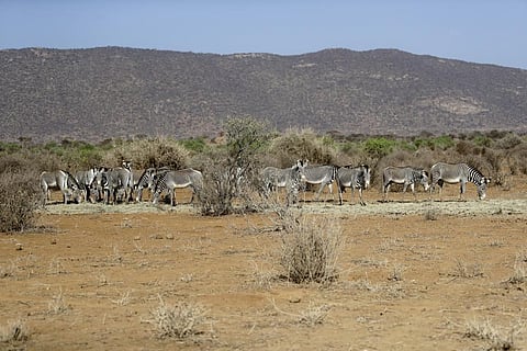 Zebras feed on grass brought by rangers in Samburu County, Samburu National Reserve, Kenya on Oct. 14, 2022. (Photo | AP)
