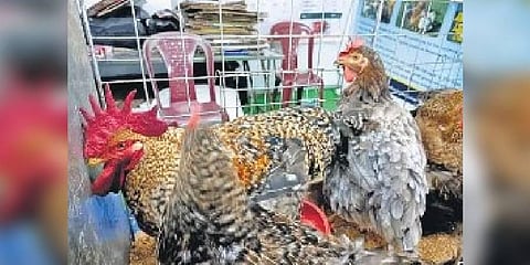 Chickens