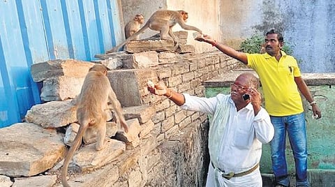 Devotees of Lord Hanuman offer rice with jaggery, a staple for monkeys, while some others offer boiled beans | Express
