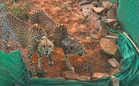 Two cheetahs being released to a bigger enclosure for further adaptation to the habitat after the mandatory quarantine, at Kuno National Park, Madhya Pradesh. (Photo | PTI)