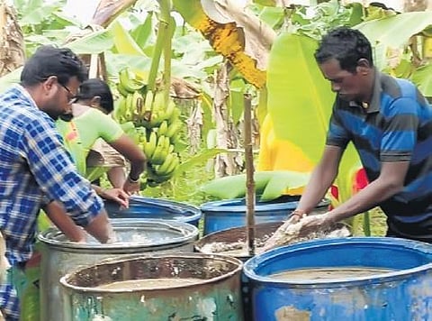 82 farmers are cultivating sugarcane without using pesticides in 86 acres to supply jaggery to TTD | EXPRESS