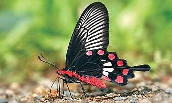 The Common Rose (Pachliopta aristolochiae) is a bright, warningly patterned toxic butterfly that most predators learn to avoid eating | Krushnamegh Kunte