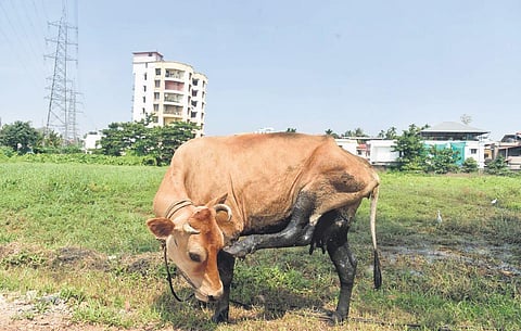 The cows in Thuthiyoor locality often stand on the effluent-filled soil and their body get covered with contaminated discharge. The field on the side of the stream which once used to reap harvest rema