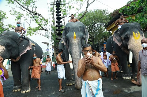 The elephants at the beginning of the race (Photo | Special arrangement)