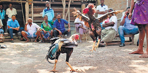 Where roosters rule the ring
