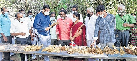 P Saravanakumaran and S Sivaranjani display their pride and joy, traditional paddy, to Nagapattinam Collector A Arun Thamburaj and other officials in Kuruvapulam | Express