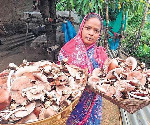A woman with her mushroom harvest in Fuldhudhi village (Photo| EPS)