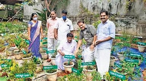 The medicinal garden at Government UP School, Nemom (Photo | EPS)