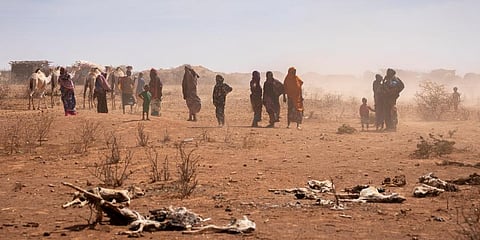 In Ethiopia's Somali region, people have seen the failures of what should have been three straight rainy seasons. Photo taken on Jan 21, 2022. (Photo | AP)