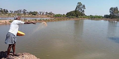 Basapur farmer Hanumantappa Nagar giving foods to fishes.