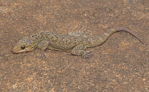 New species of Gecko Hemidactylus easai seen in Attapadi hills. (Photo | Sandeep Das)