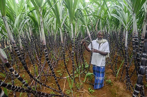 SSugarcane was cultivated in 7,000 hectares in 2011, but it has come down to around 3000 hectares now. (Photo | V Karthikalagu, EPS)