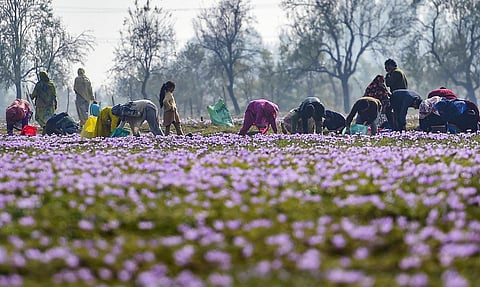 The saffron growers in Kashmir. (File Photo | PTI)