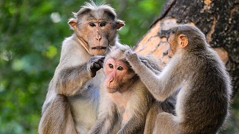 The monkeys were discovered stuffed into two bags and discarded along the Koandegala-Kodasoge Road around 6.30 am by passersby.