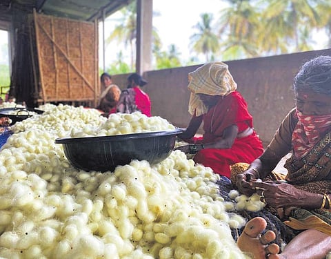 Silk cocoons