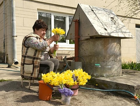 Most days of the week retired accountant Ivanna Kuziv snaps up some narcissus, drops them into a water-filled bucket, and heads into the city to sell them. (Photo | AFP)