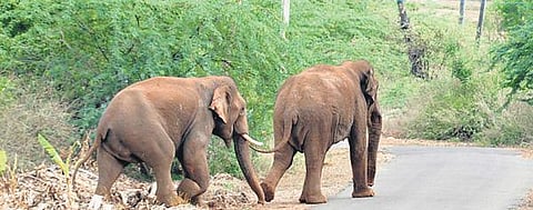 Image used for representational purpose only. (File Photo | EPS)