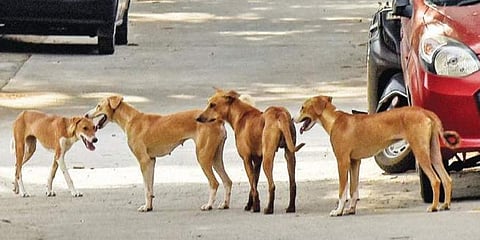 Image used for representational purpose only. (File Photo)
