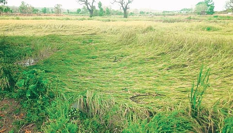 Agriculture Minister MRK Panneerselvam directed crop insurance companies to disburse compensation to farmers for paddy crop loss caused by monsoon rain from December instead of January.