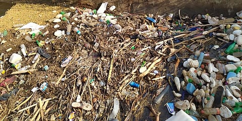 Poultr waste is being dumped into the PAP Canal (Photo | Special Arrangement)