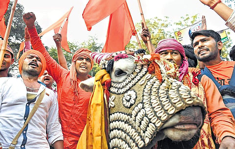 Image of cow vigilantes for representational purpose.