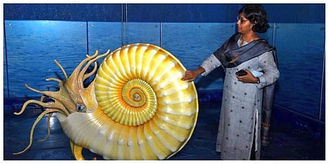 District Collector P Sri Venkada Priya inspecting the museum for ammonites which is being set up in Perambalur on Saturday. (Photo | Express)