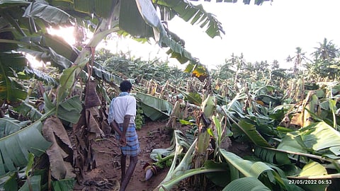 The damaged banana tree plantation in Cuddalore | Express