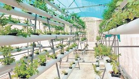Polyhouse farming finds many takers