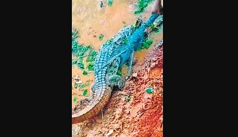 a 6-ft crocodile got into the village pond. ( Photo | EPS)