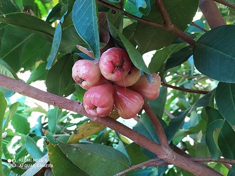 Water Apples. ( Photo | EPS)