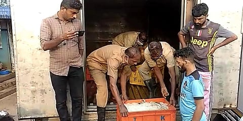Officials found rotten fish in eight of the 50 boxes that arrived in a truck from Kanyakumari on Saturday. (Photo | Special Arrangement)