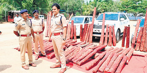 Chittoor SP Y Rishanth Reddy inspects 100 red sanders logs valued at Rs 2.5 crore. (Photo| EPS)