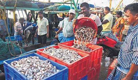Crowds throng Kasimedu harbour on the weekend after the 61 day-fishing ban came to an end recently | Ashwin Prasath