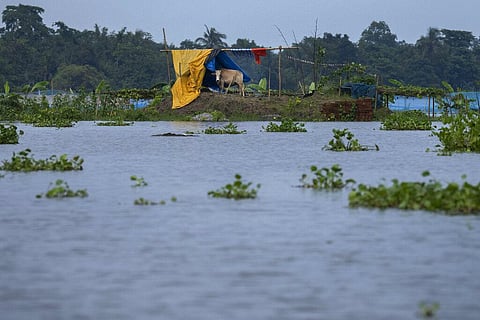 A cow takes shelter at a higher ground near flooded Tarabari village, in the northeastern Indian state of Assam, Monday, June 20, 2022. (Photo | AP)