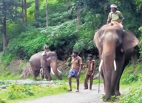 Two kumki elephants have been engaged to chase away wild elephants in Gudalur forest division. (Photo| EPS)