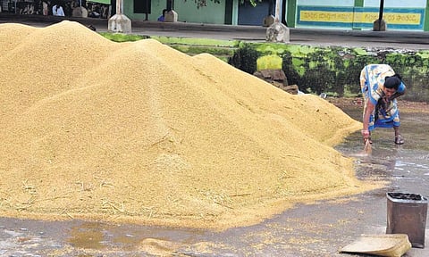 Paddy image used for representational purposes only(Photo | EPS)