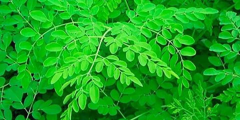 NTR district collector S Dilli Rao has asked officials concerned to grow moringa trees at anganwadis in an attempt to arrest anemia cases in pregnant women. (Photo | Express)