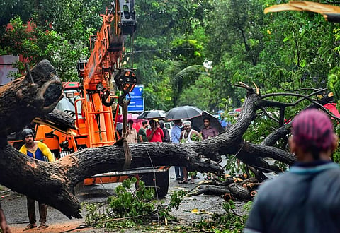 Workers remove a tree uprooted due to heavy monsoon rains, at Dadar in Mumbai, July 13, 2022. (Photo | PTI)