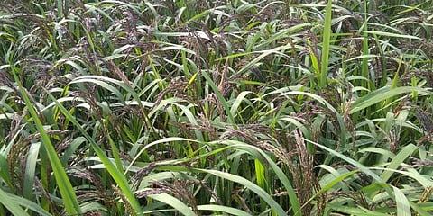 Black rice paddy field in Chandauli.