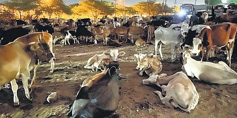 The iconic Manapparai cattle market in the State sees the arrival of over 5,000 cows on a weekly basis | EXPRESS