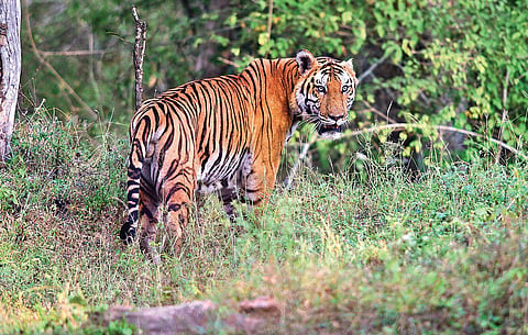 A tiger in Sathyamangalam tiger reserve | C S Kumar
