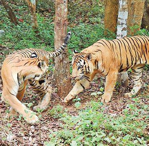 MM Hills Wildlife Sanctuary