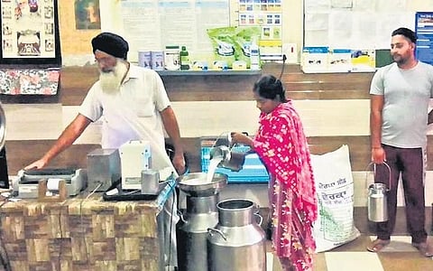 Hit by lumpy disease, milk output falls in Punjab