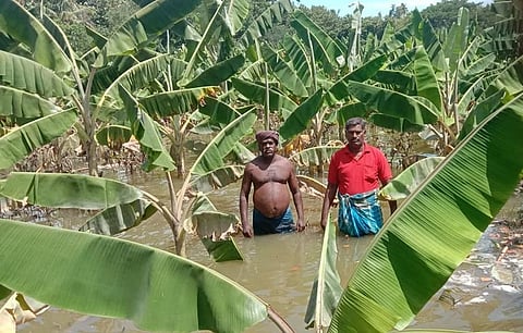 Farmers showing banana crop inundated in floodwater at Vadugakudi in Thanjavur district | Express