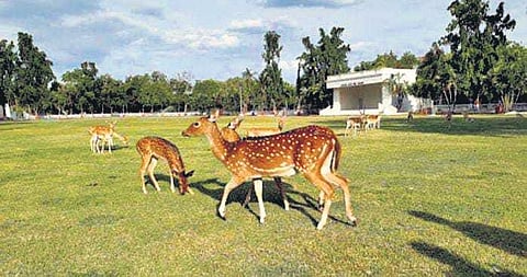 Image used for representational purpose only. (Photo | EPS)