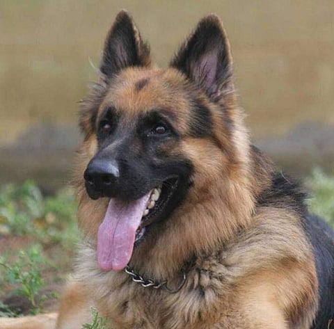The 13-year-old German Shepherd passed away in Bandipur Tiger Reserve on Tuesday morning.