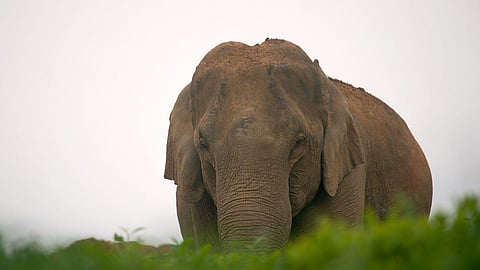 Elephant image used for representational purposes only.