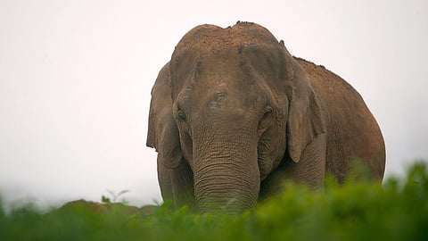 Elephant image used for representational purposes only.
