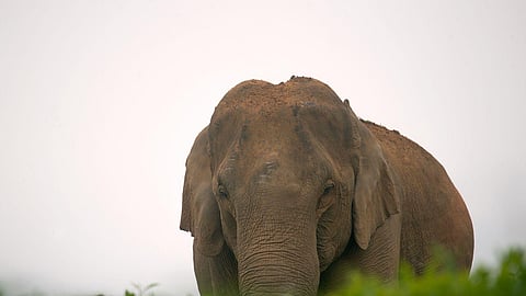 Elephant image used for representational purposes only.